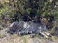 8-10-02 cheetah and cubs